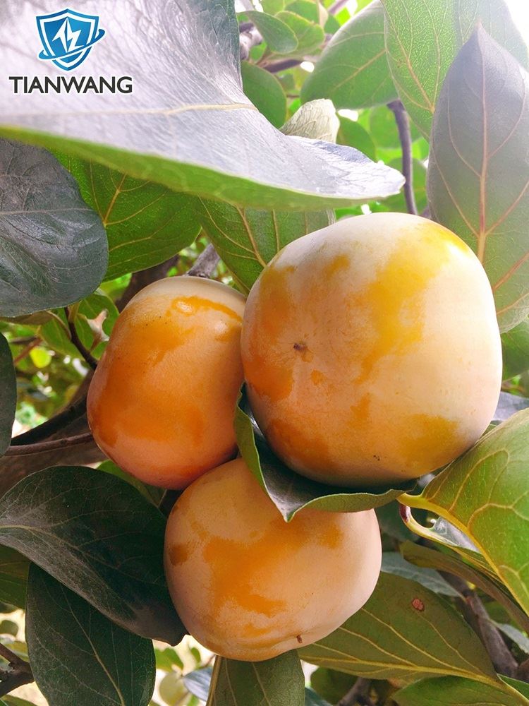 Persimmon-2